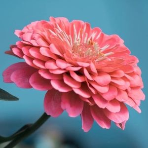 Meet your Posher, Howard